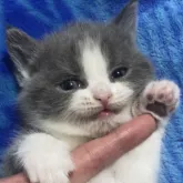 ブリティッシュショートヘア【千葉県・女の子・2023年10月1日・ブルー&ホワイト】の写真2