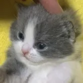 ブリティッシュショートヘア【千葉県・女の子・2023年10月1日・ブルー&ホワイト】の写真4