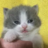 ブリティッシュショートヘア【千葉県・女の子・2023年10月1日・ブルー&ホワイト】の写真5