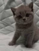 ブリティッシュショートヘア【千葉県・男の子・2025年9月30日・ブルー(実際見るとかなり薄めの綺麗なブルーです)】の写真12