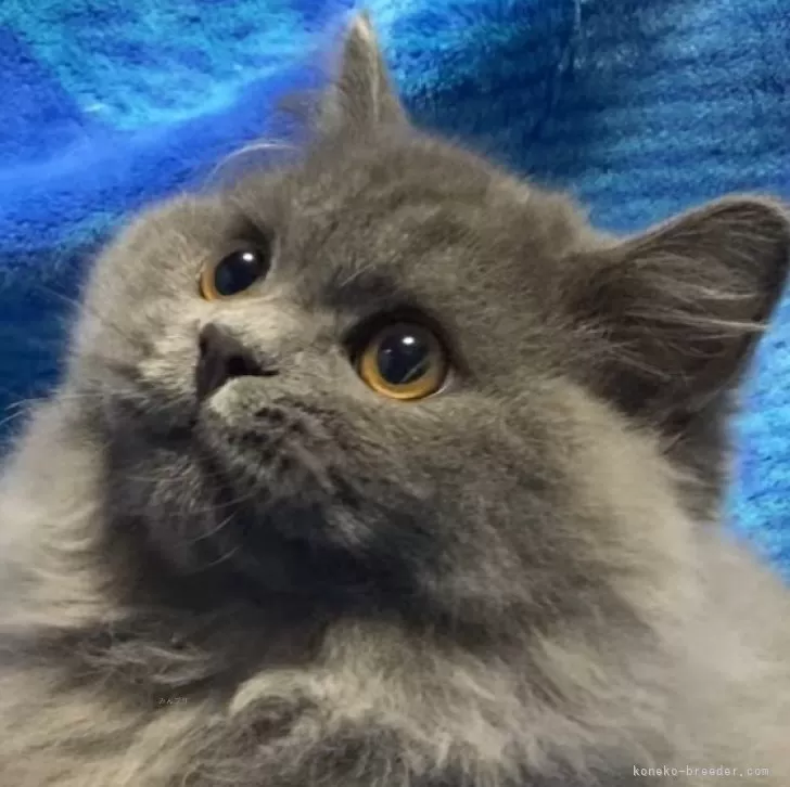 ID：2412-01490の子猫