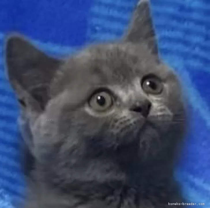 ブリティッシュショートヘア【千葉県・女の子・2025年8月10日・ブルー】の写真1