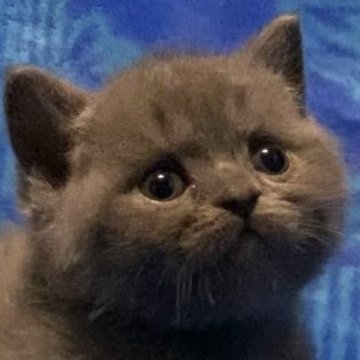 ブリティッシュショートヘア【千葉県・女の子・2025年8月10日・ブルー】の写真「父猫グランドチャンピオンです🏆」