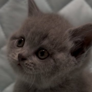 ブリティッシュショートヘア【千葉県・男の子・2025年9月30日・ブルー(実際見るとかなり薄めの綺麗なブルーです)】の写真「父猫グランドチャンピオンです🏆✨11/12画像更」