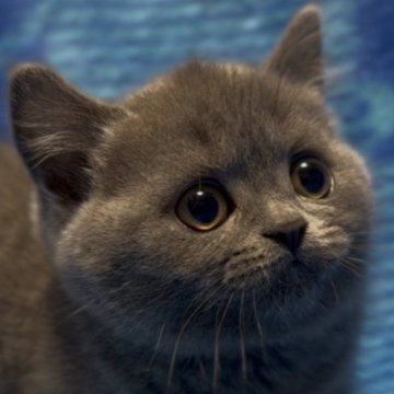 ブリティッシュショートヘア【千葉県・女の子・2025年10月9日・ブルー】の写真「今の所、おっとりタイプの女の子です😊💕」