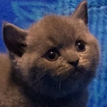 ブリティッシュショートヘア【千葉県・男の子・2025年8月10日・ブルー】の写真「父猫グランドチャンピオンです🏆」