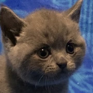 ブリティッシュショートヘア【千葉県・女の子・2025年8月10日・ブルー】の写真「父猫グランドチャンピオンです🏆」