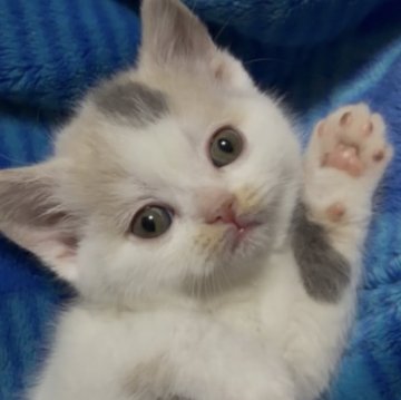 ブリティッシュショートヘア【千葉県・女の子・2025年11月29日・ダイリュートキャリコ(ブルートーティ&ホワイト)】の写真「お顔のハチワレも綺麗に入って可愛い子です😊」