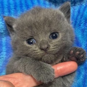 ブリティッシュショートヘア【千葉県・女の子・2025年8月10日・ブルー】の写真「父猫グランドチャンピオンです🏆」