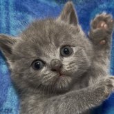 ブリティッシュショートヘア