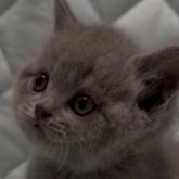 ブリティッシュショートヘア