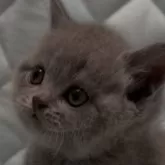 ブリティッシュショートヘア