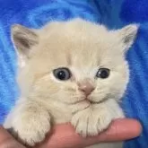 ブリティッシュショートヘア【千葉県・女の子・2024年12月12日・クリーム】の写真1