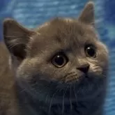 ブリティッシュショートヘア