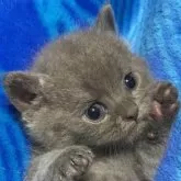 ブリティッシュショートヘア