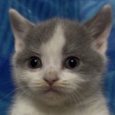 ブリティッシュショートヘア