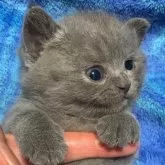 ブリティッシュショートヘア