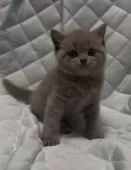 ブリティッシュショートヘア【千葉県・男の子・2025年9月30日・ブルー(実際見るとかなり薄めの綺麗なブルーです)】の写真4