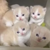 ブリティッシュショートヘア【千葉県・女の子・2024年12月12日・クリーム】の写真6「この子達は、別の兄妹達ですが、他にもクリームの子達が産まれておりますので、お選び頂けます!」