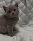 ブリティッシュショートヘア【千葉県・男の子・2025年9月30日・ブルー(実際見るとかなり薄めの綺麗なブルーです)】の写真6