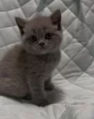 ブリティッシュショートヘア【千葉県・男の子・2025年9月30日・ブルー(実際見るとかなり薄めの綺麗なブルーです)】の写真7