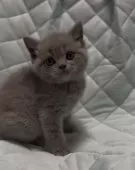 ブリティッシュショートヘア【千葉県・男の子・2025年9月30日・ブルー(実際見るとかなり薄めの綺麗なブルーです)】の写真8