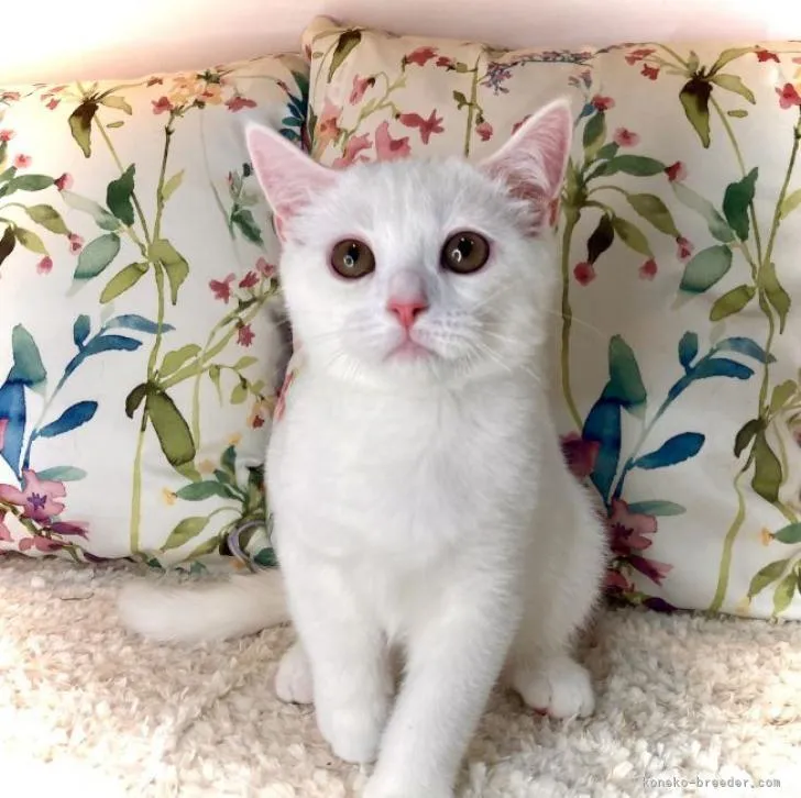 ID:2206-01817の子猫