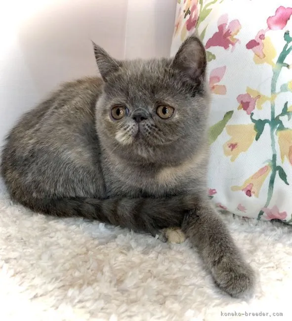 ID：2203-01512の子猫