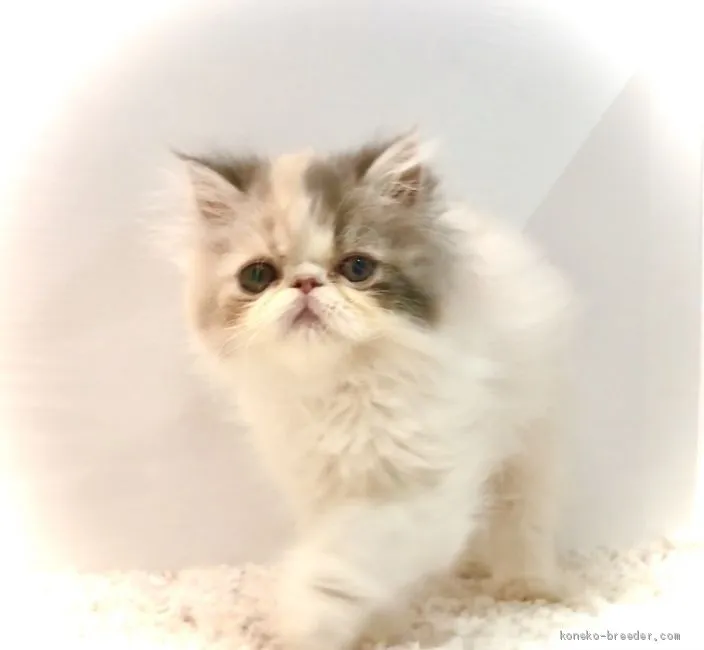ID:2005-01309の子猫