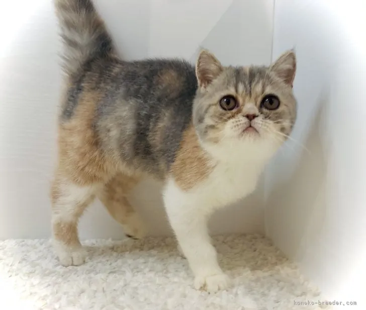 ID:2104-02282の子猫