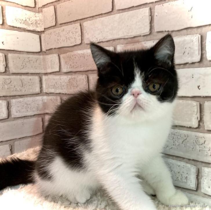 ペア猫さん(昭和レトロ オス黒、メス白) 二匹の猫とバスケット フラワーベース 小物入れ SE011928 高さ約