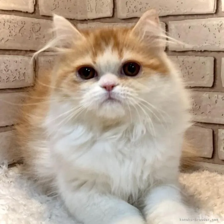 ID:2212-01884の子猫