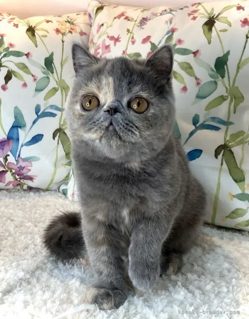 ID:2111-01510の子猫