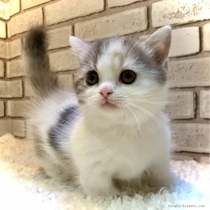 ミヌエット(短足)【大阪府・女の子・2024年8月25日・ダイリュートキャリコ】の写真1