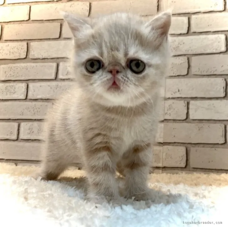 ID:2305-01578の子猫