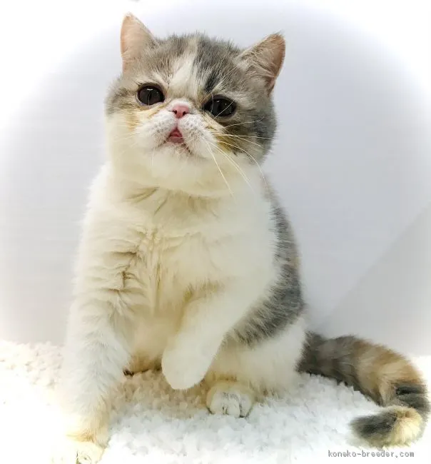 ID：2011-00593の子猫