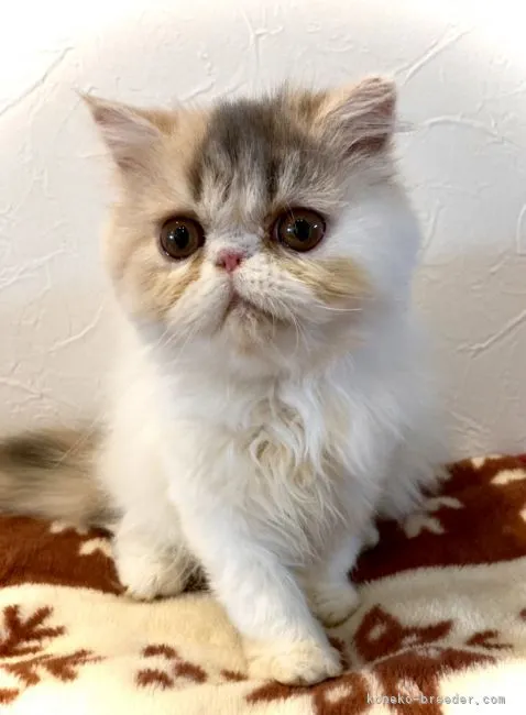 ID：2105-02538の子猫