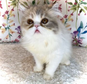 エキゾチックショートヘア【大阪府・女の子・2021年6月4日・ダイリュートキャリコ(ロング)】の写真「穏やかですごく人懐っこい性格です♪♪」