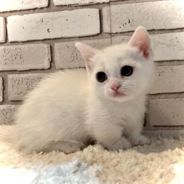 ミヌエット(短足)【大阪府・男の子・2022年10月21日・ホワイト】の写真「足の短いお目目の大きな男の子(๑˃̵ᴗ˂̵)و」
