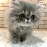 エキゾチックショートヘア【大阪府・男の子・2023年4月1日・ブルー&ホワイト(ロング)】の写真1