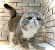 エキゾチックショートヘア【・男の子・2018年3月10日・ブルー&ホワイト】