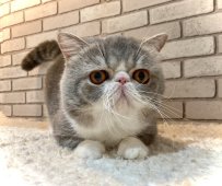 エキゾチックショートヘア【・男の子・2018年3月10日・ブルー&ホワイト】