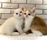 ミヌエット(長足)【大阪府・男の子・2024年1月4日・クリームタビー&ホワイト(ショート)】の写真5