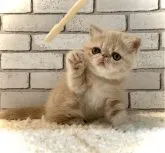 エキゾチックショートヘア【大阪府・女の子・2023年3月30日・クリームタビー】の写真5