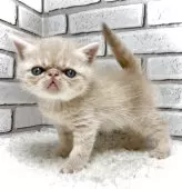 エキゾチックショートヘア【大阪府・男の子・2025年11月9日・クリームタビー&ホワイト】の写真10