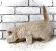 エキゾチックショートヘア【大阪府・男の子・2025年11月9日・クリームタビー&ホワイト】の写真11