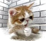 エキゾチックショートヘア【大阪府・男の子・2025年6月18日・レッドタビー&ホワイト】の写真9