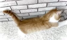 エキゾチックショートヘア【大阪府・男の子・2025年6月18日・レッドタビー&ホワイト】の写真13