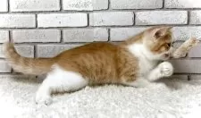 エキゾチックショートヘア【大阪府・男の子・2025年6月18日・レッドタビー&ホワイト】の写真11