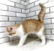 エキゾチックショートヘア【大阪府・男の子・2025年6月18日・レッドタビー&ホワイト】の写真12